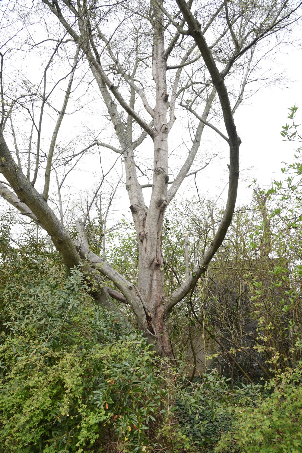 Alnus incana 'Laciniata' - Cottbus, Puschkinpark - 2015