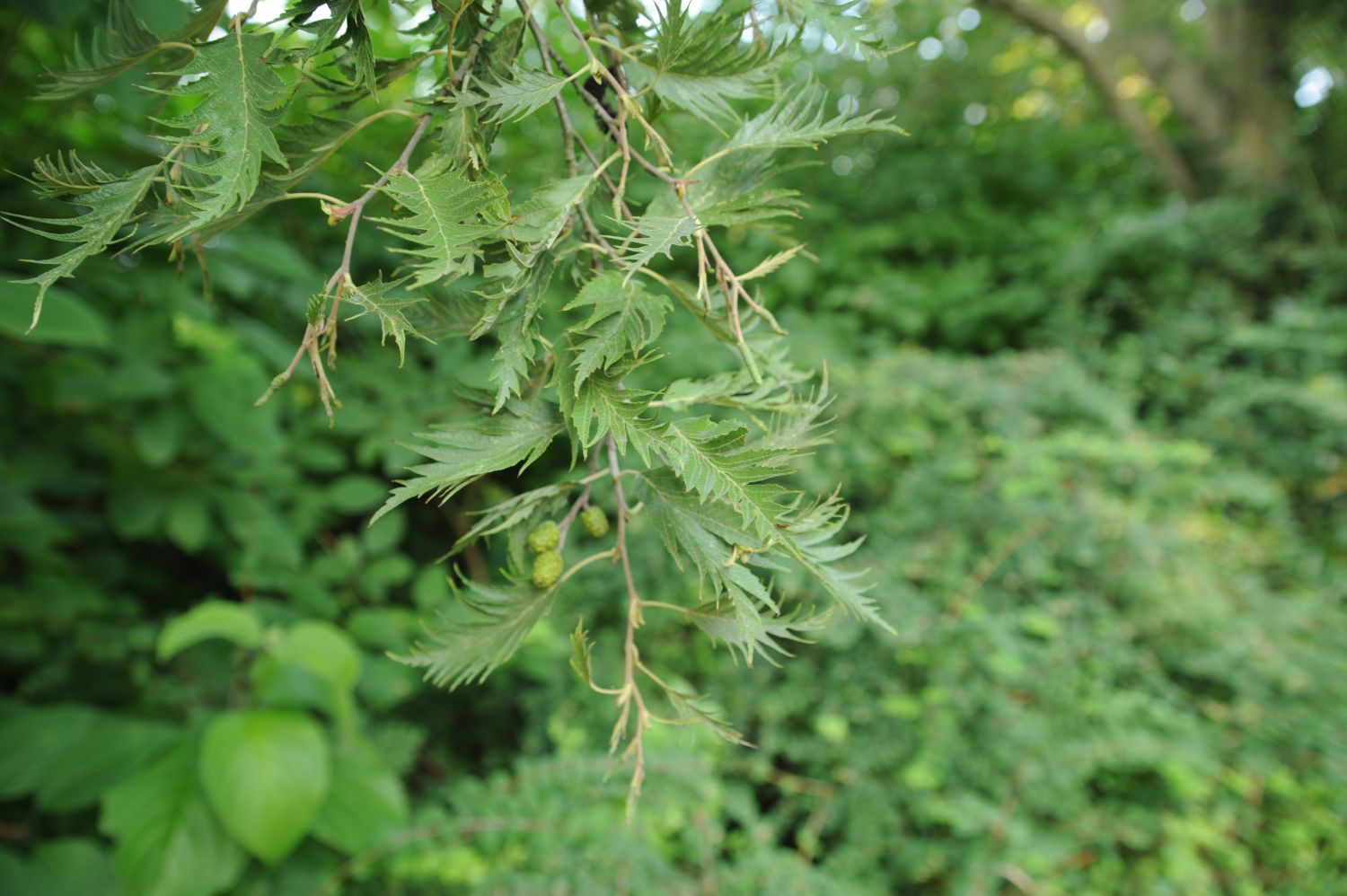 Alnus incana 'Laciniata' - Cottbus, Puschkinpark - 2017