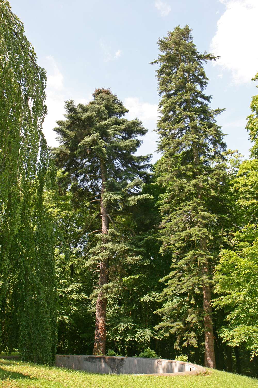 Abies pinsapo - Seeheim-Jugenheim - Mai 2012