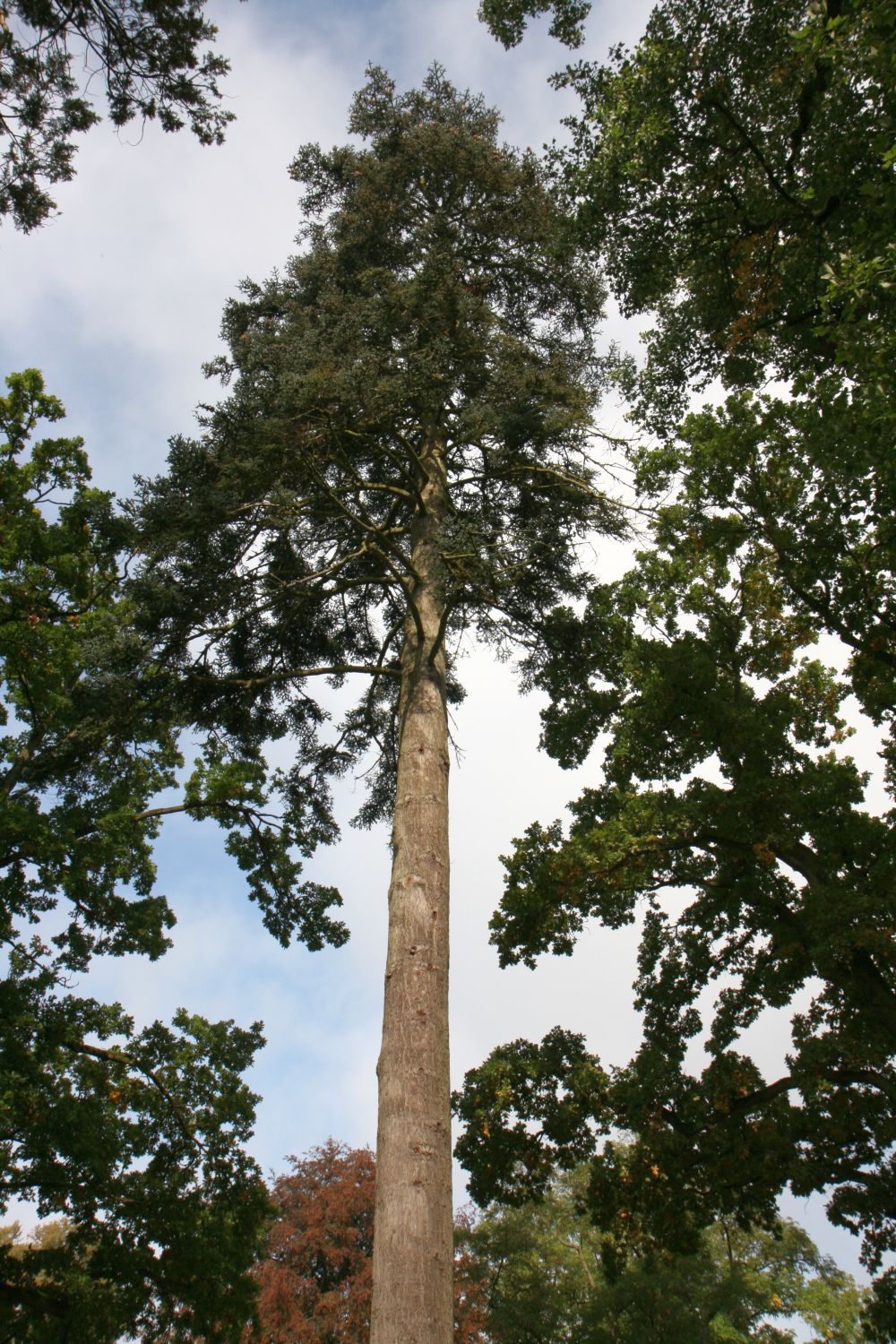 Abies procera