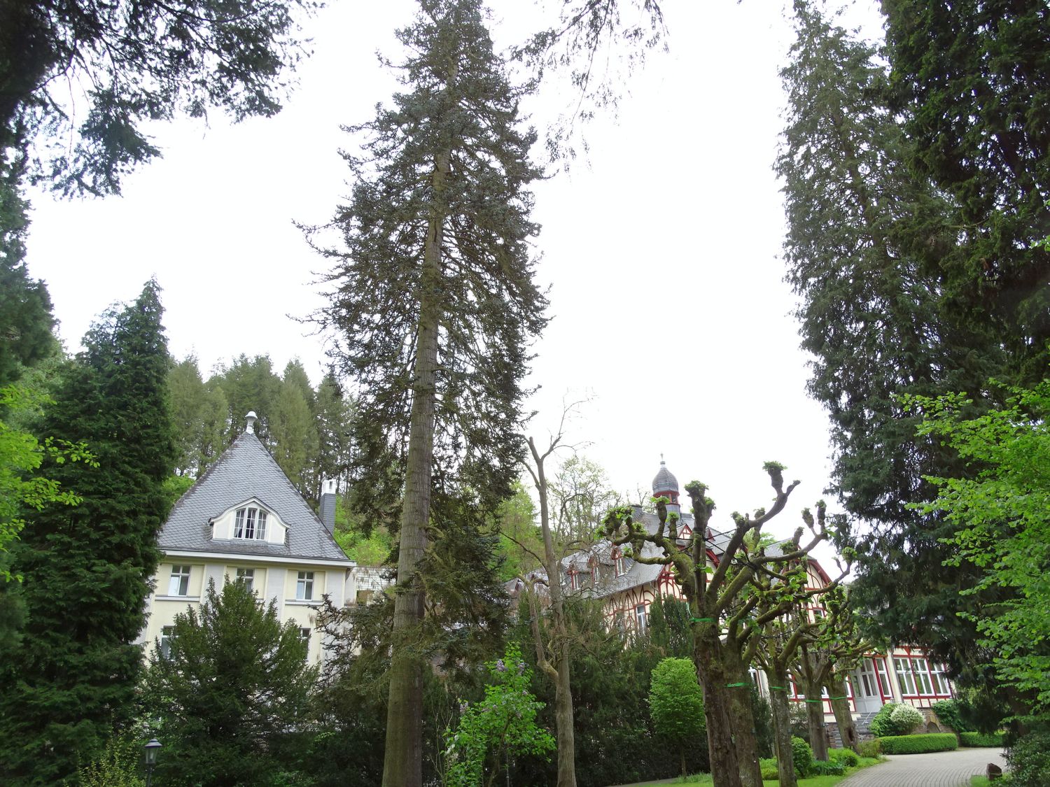 Abies procera - Traben-Trarbach - September 2017