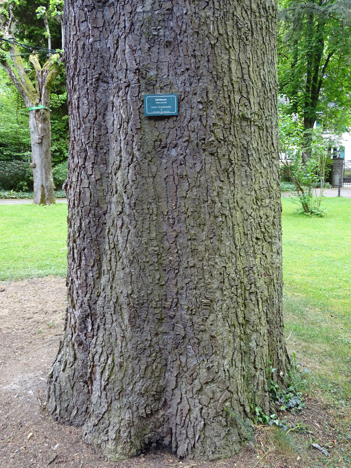 Abies procera - Traben-Trarbach - September 2017