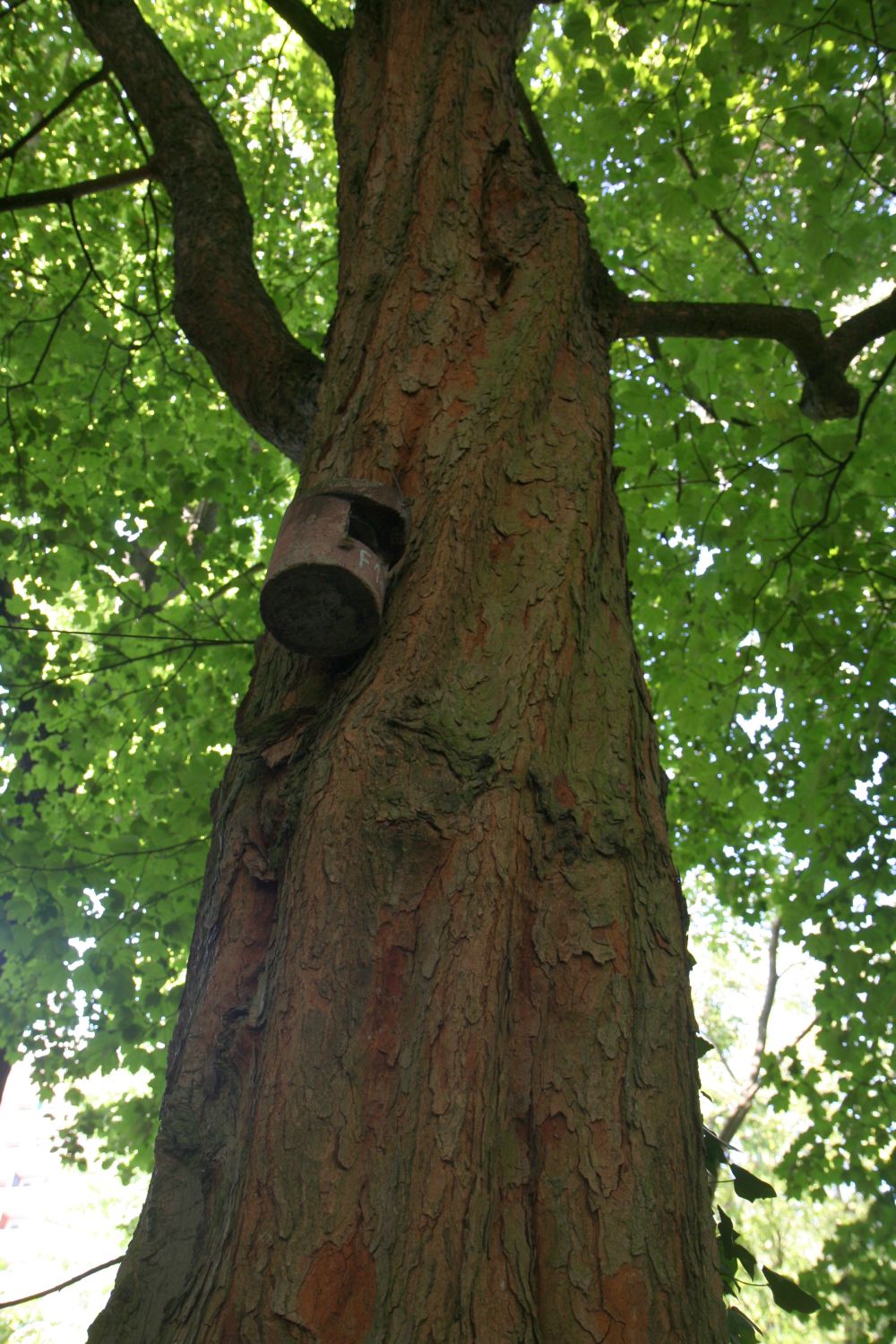 Acer opalus subsp. opalus - Gießen - September 2019