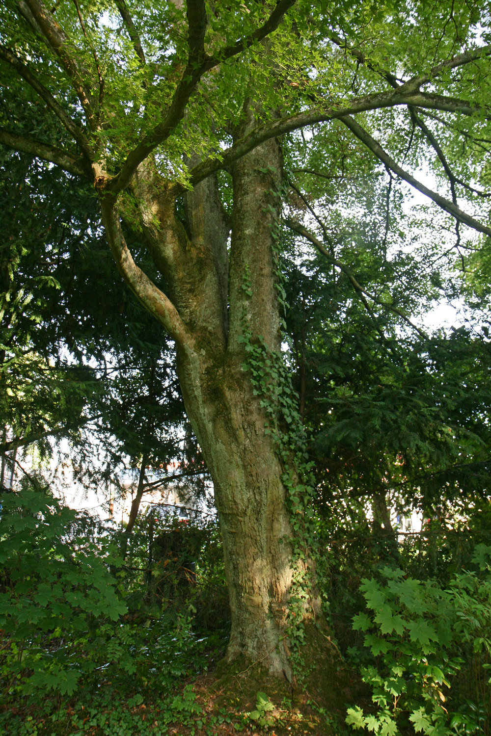 Acer palmatum - Rodheim-Bieber - Sept. 2019