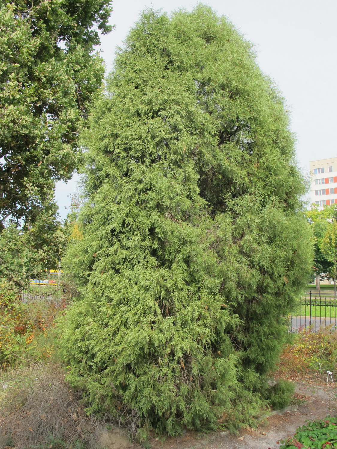 Juniperus excelsa subsp. seravshanica - Dresden Botanischer Garten - Oktober 2012