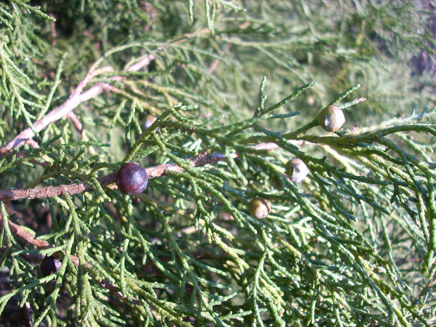 Juniperus excelsa subsp. seravshanica - Dresden Botanischer Garten - Januar 2011