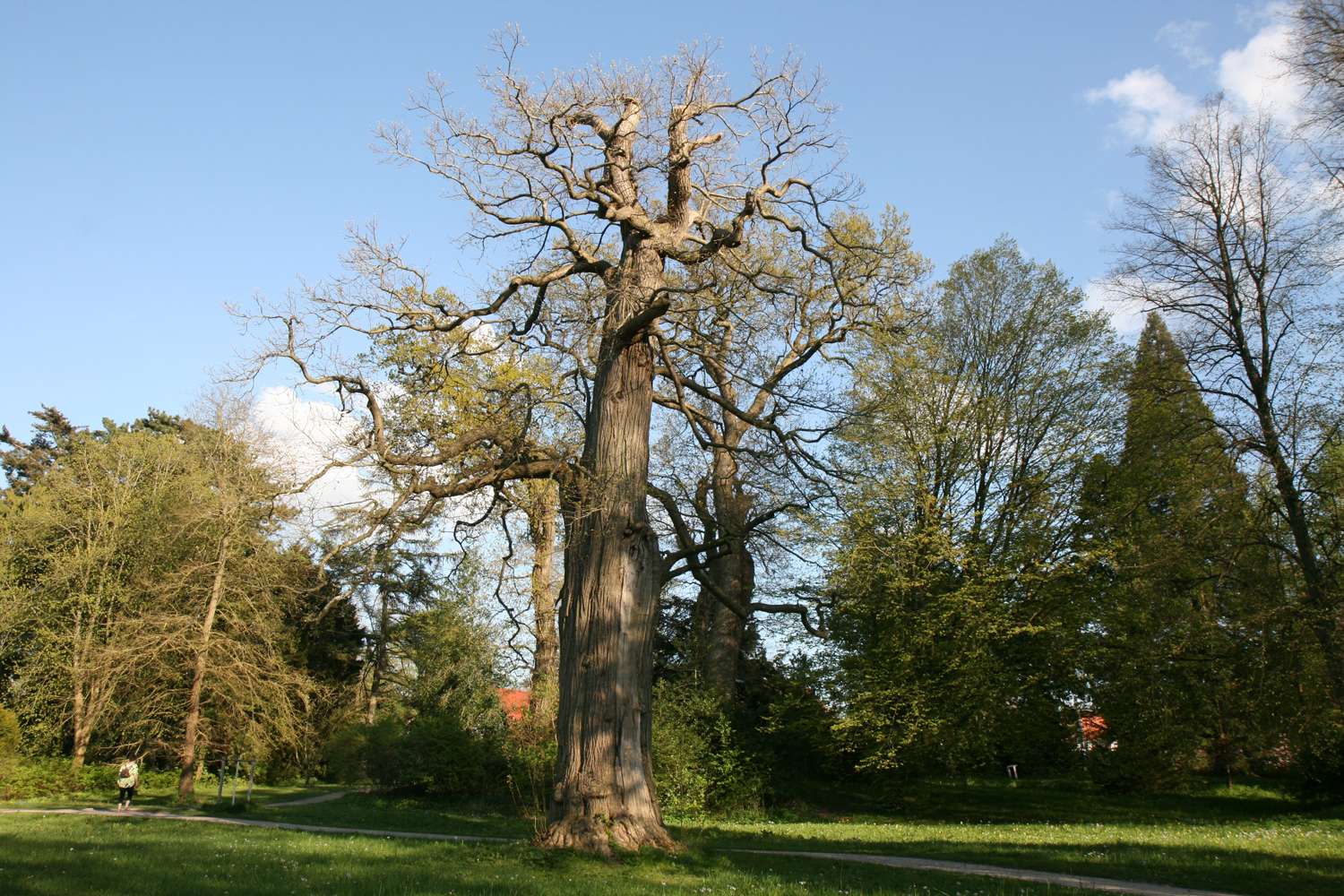 Castanea sativa