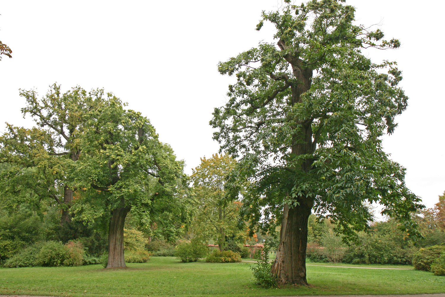 Castanea sativa - Eutin - Sept. 2019