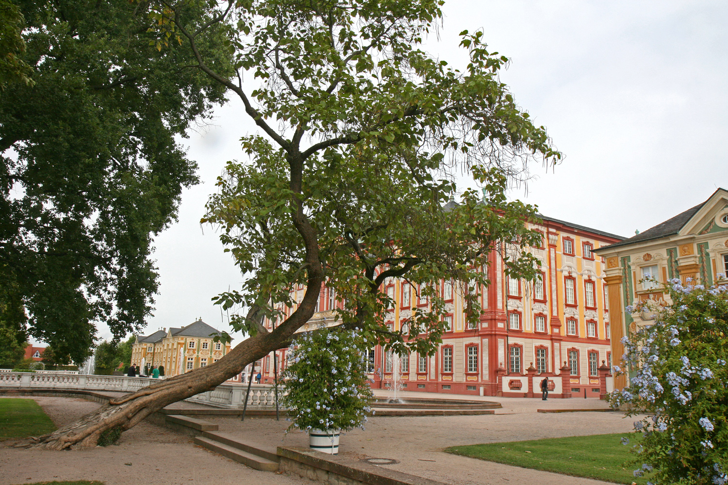 Catalpa bignonioides - Bruchsal - Sept. 2019