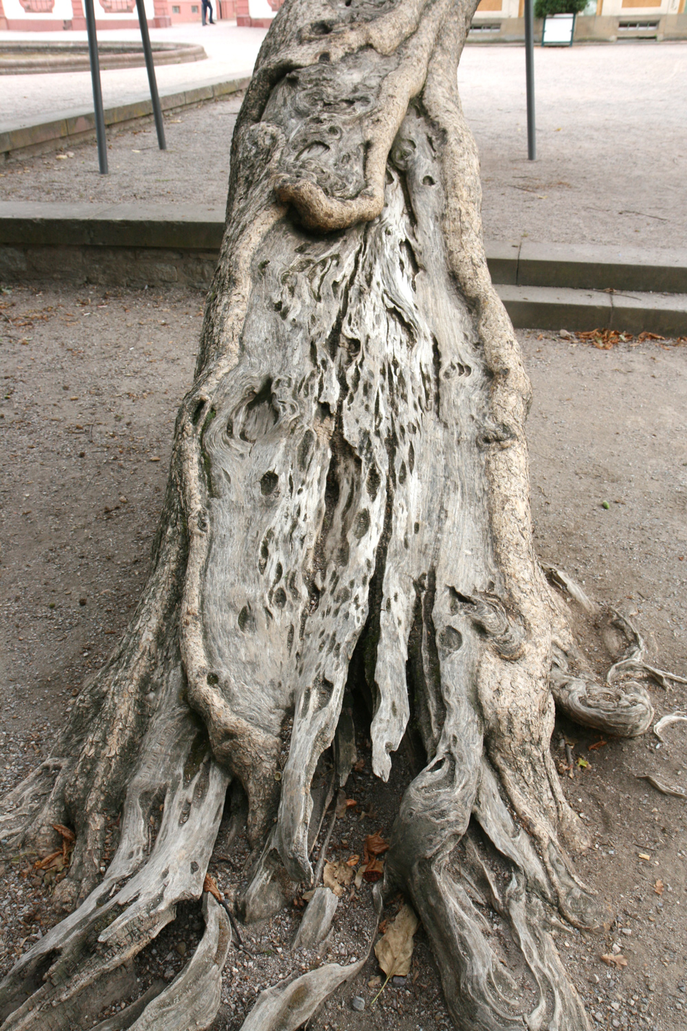 Catalpa bignonioides - Bruchsal - Sept. 2019