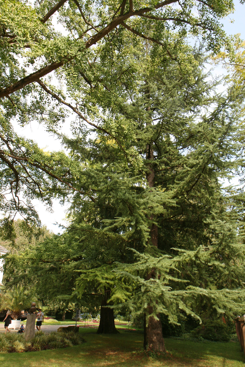 Cedrus deodara