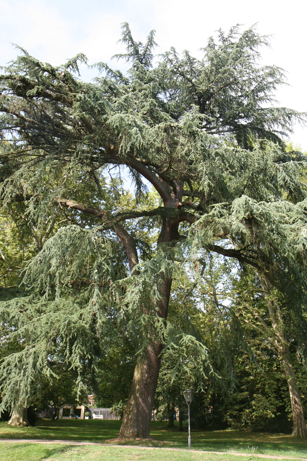 Cedrus libani