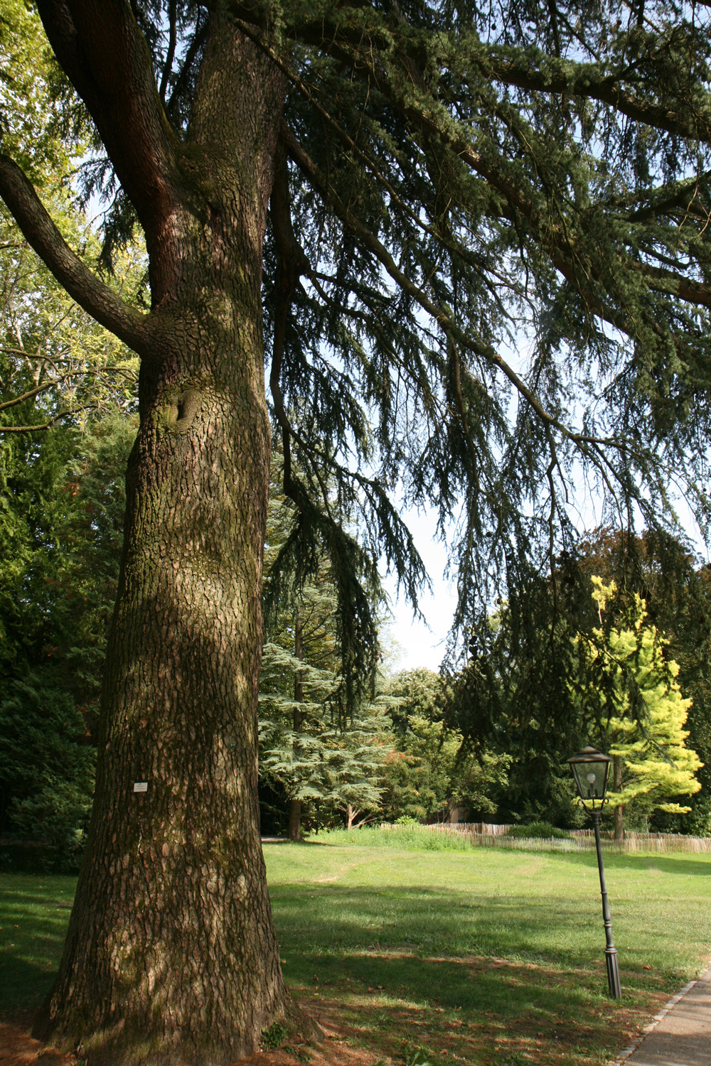 Cedrus libani - Lahr - Aug. 2019