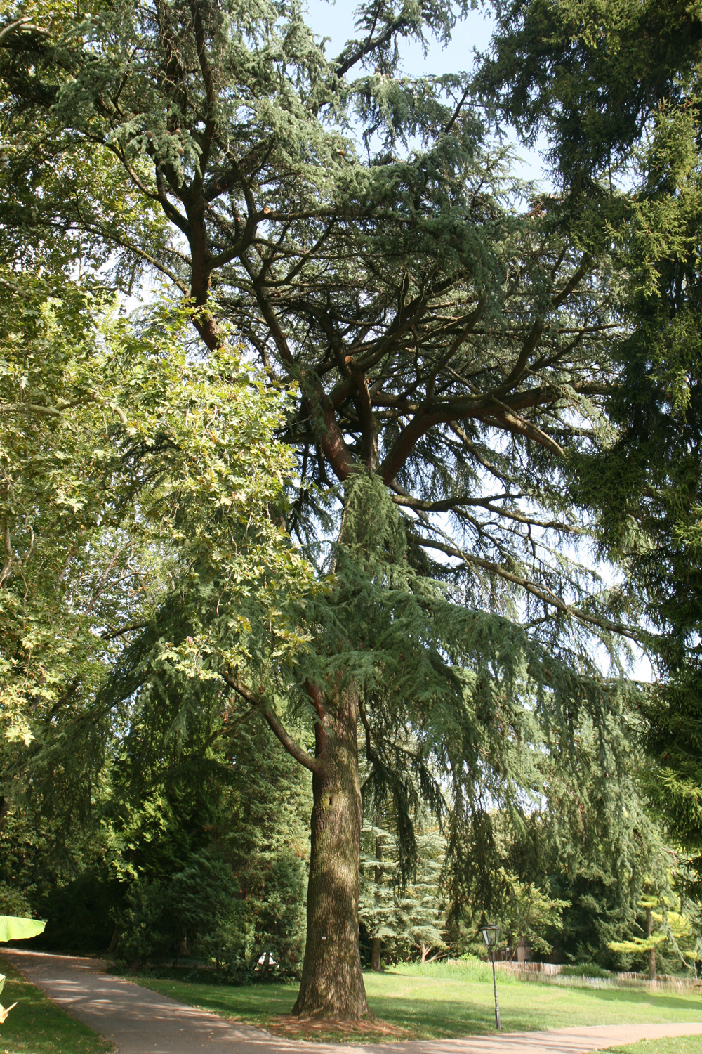 Cedrus libani - Lahr - Aug. 2019