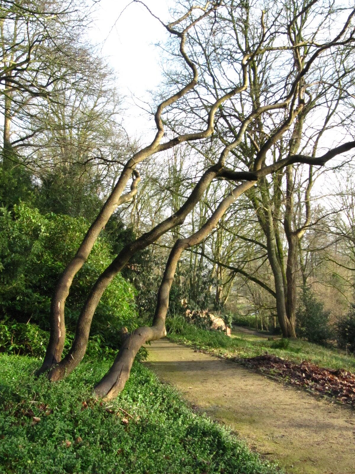 Cercis siliquastrum
