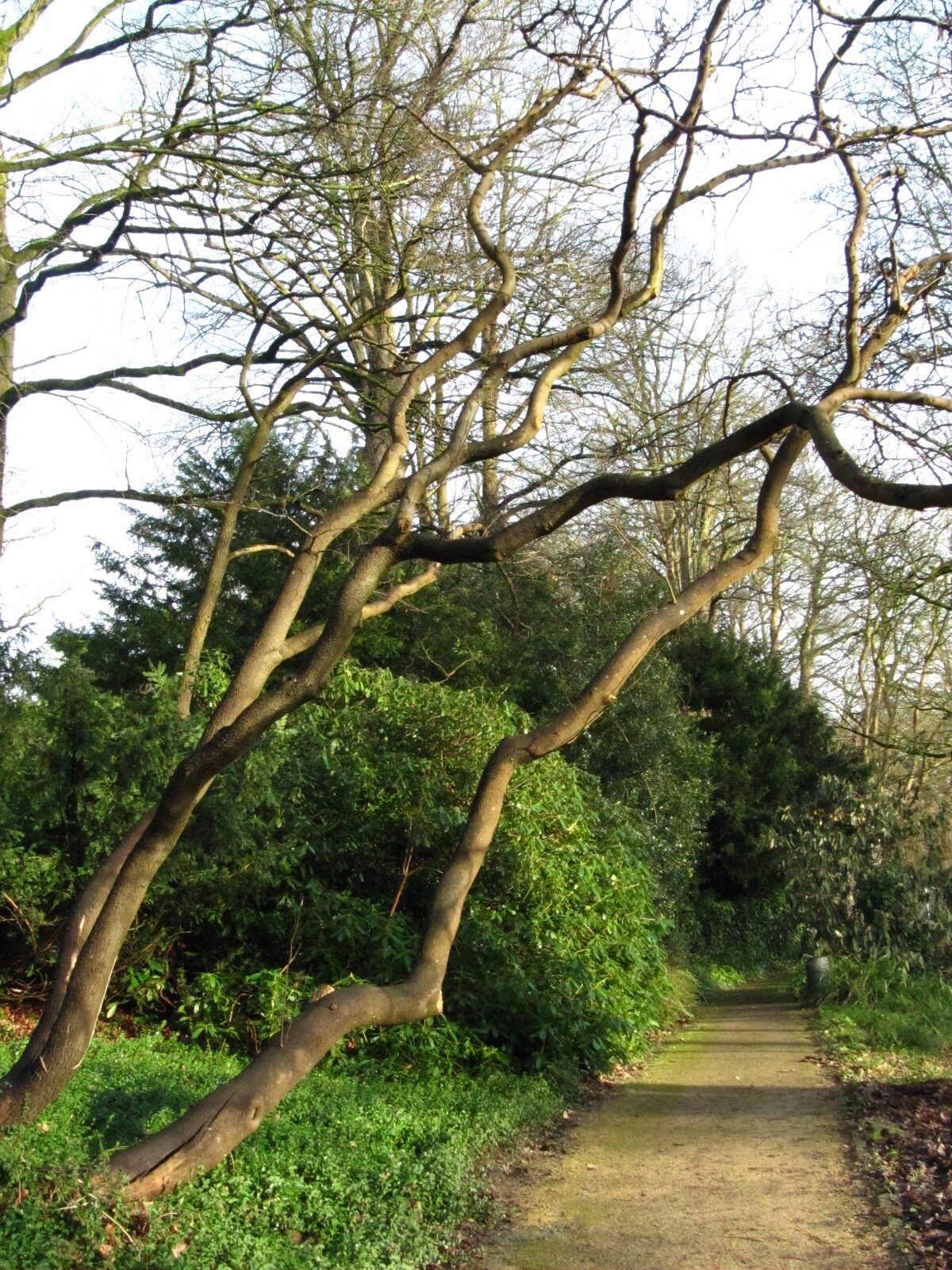 Cercis siliquastrum - Bremen-Lesum - Jan. 2025
