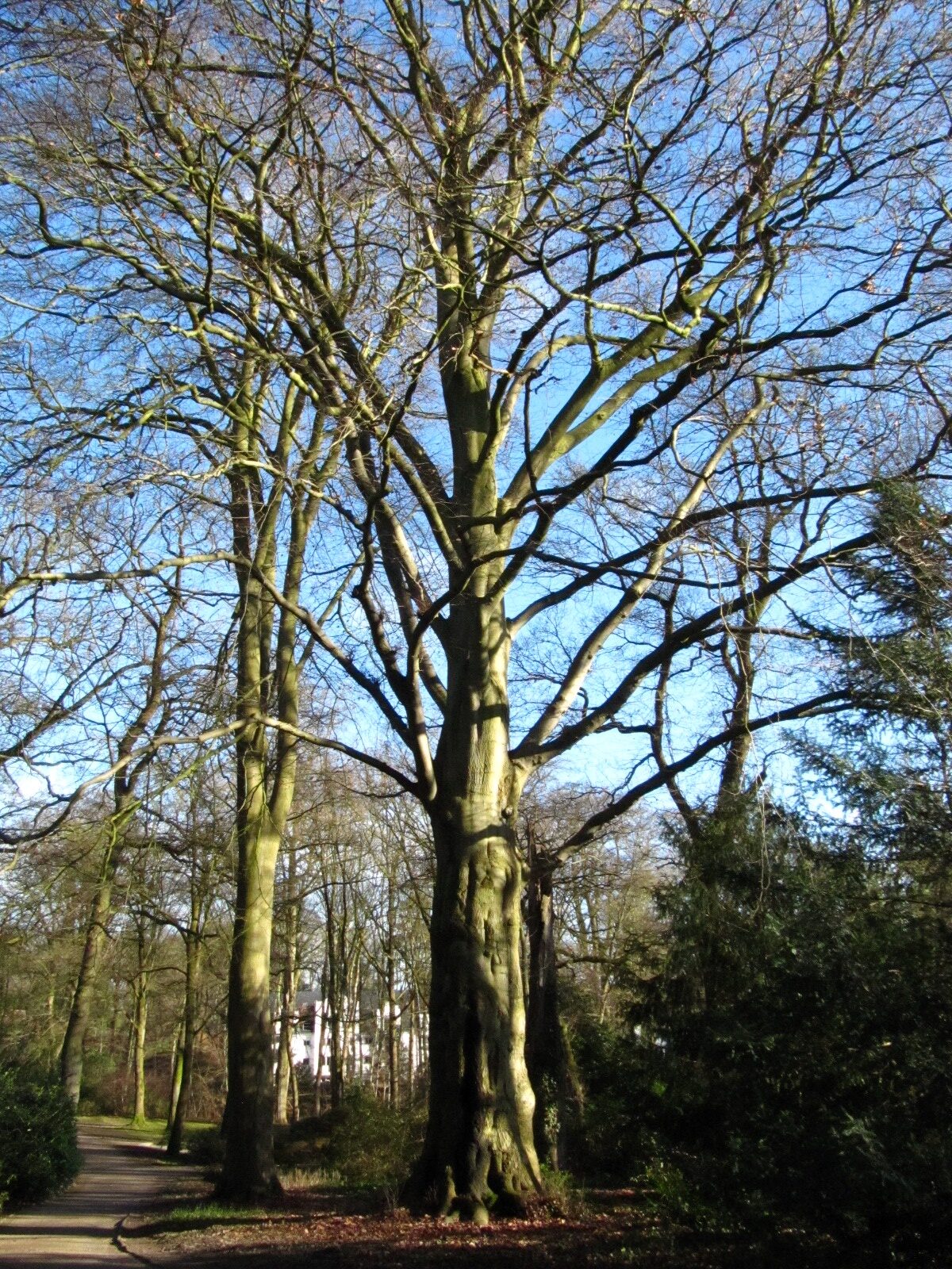 Atropurpurea-Gruppe Fagus sylvatica