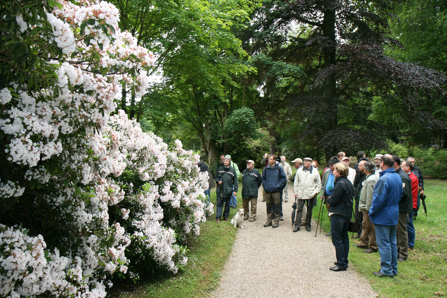 Kalmia latifolia