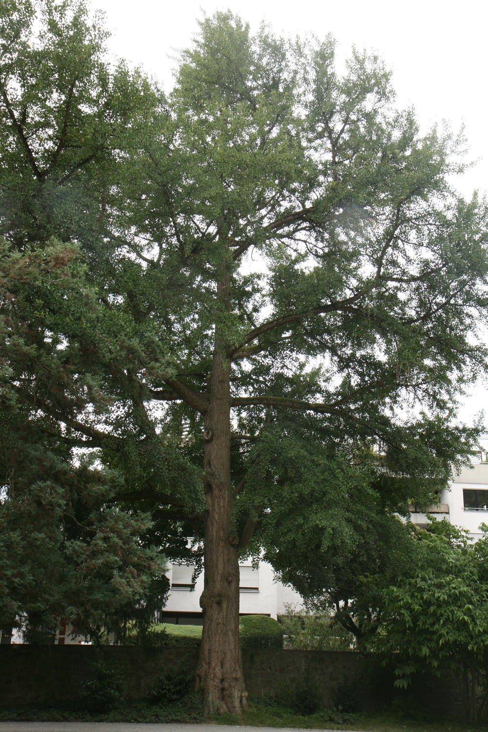 Ginkgo biloba - Karlsruhe-Durlach - Sept. 2019