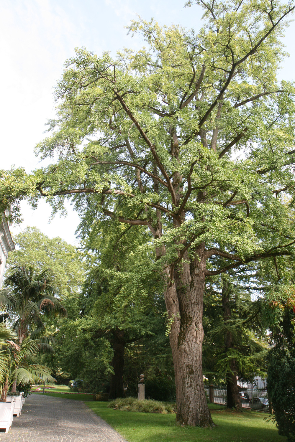 biloba Ginkgo