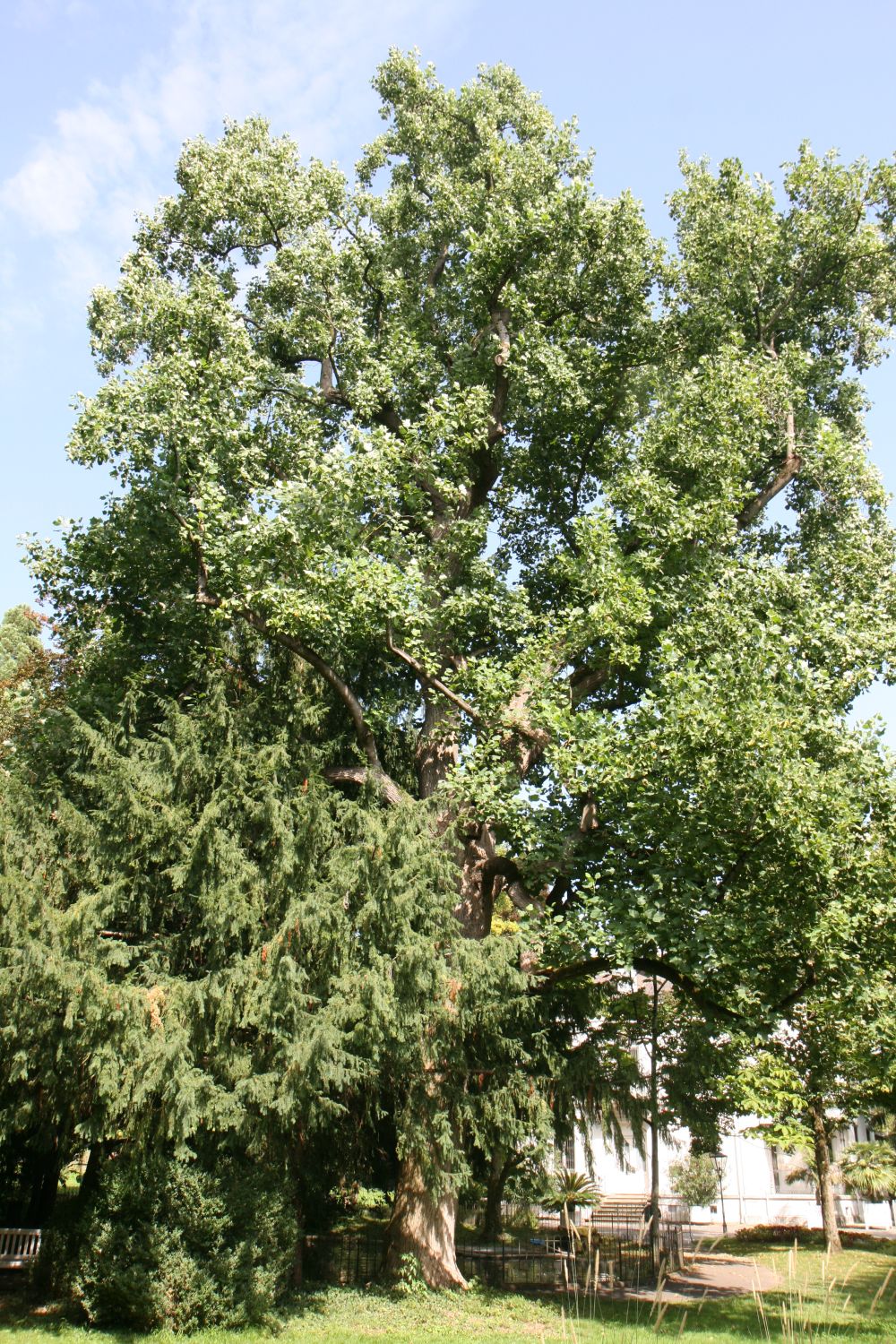 Liriodendron tulipifera - Lahr, Stadtpark - August 2019