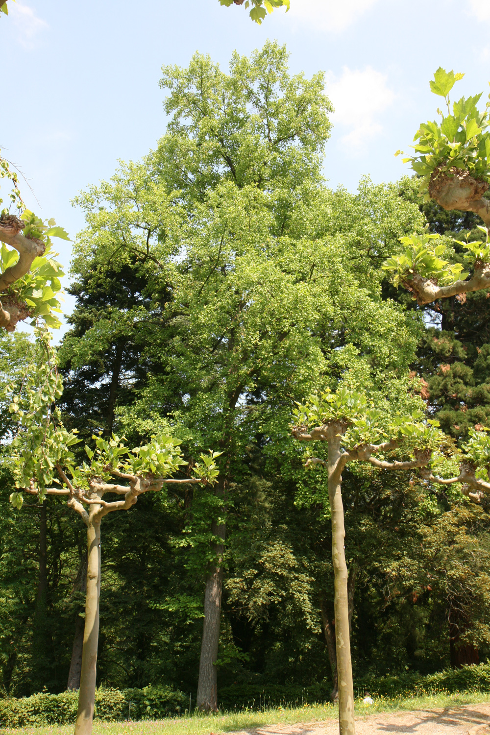 Liriodendron tulipifera - Seeheim-Jugenheim - Mai 2012