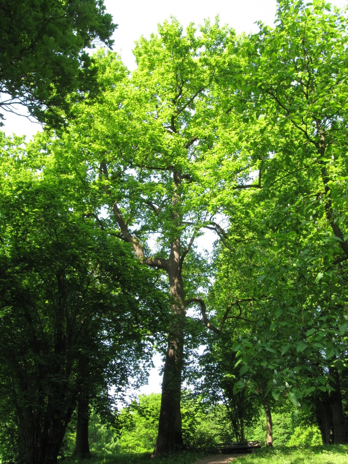acuminata Magnolia
