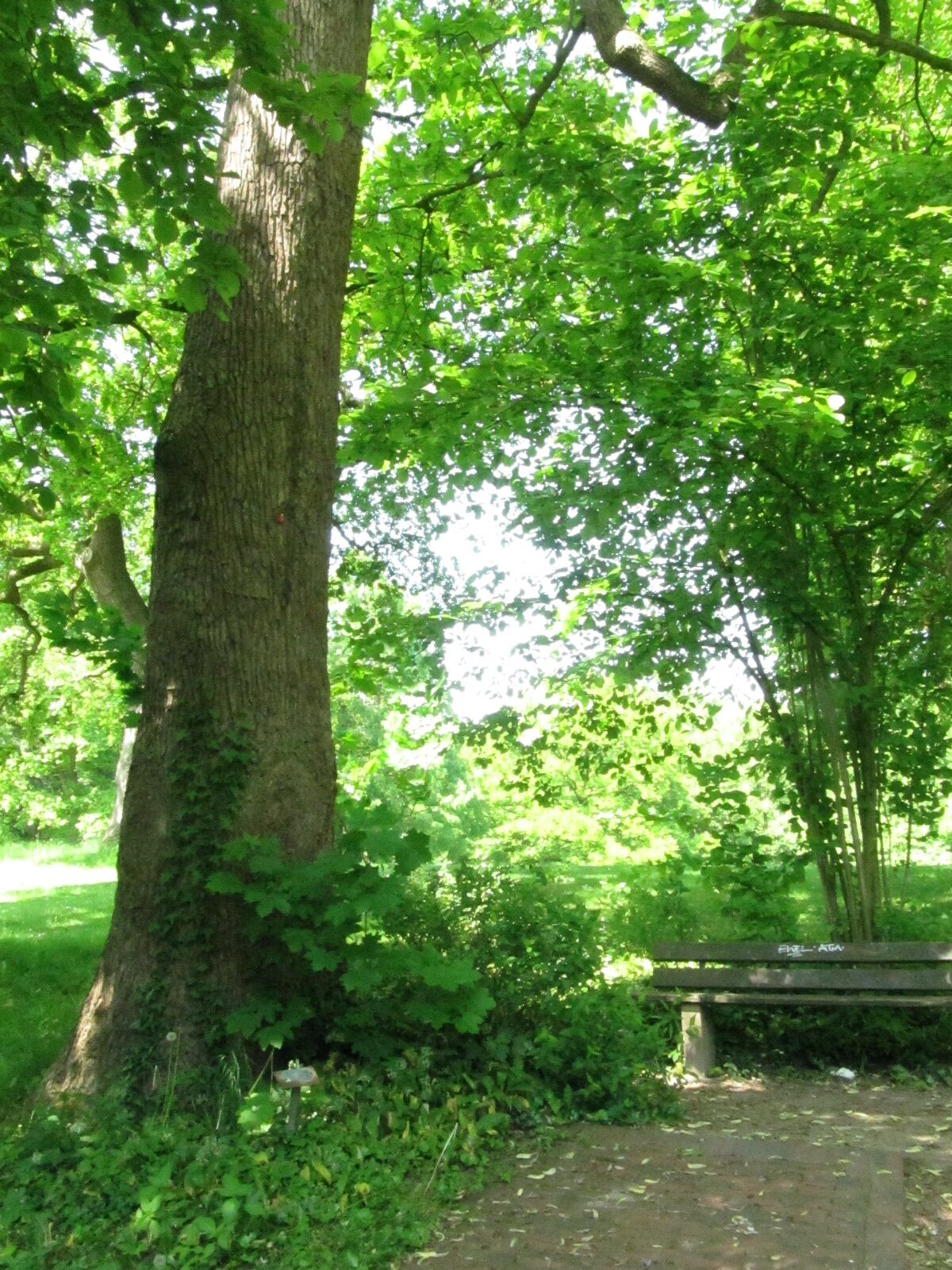 Magnolia acuminata - Bremen-Lesum - Mai 2024