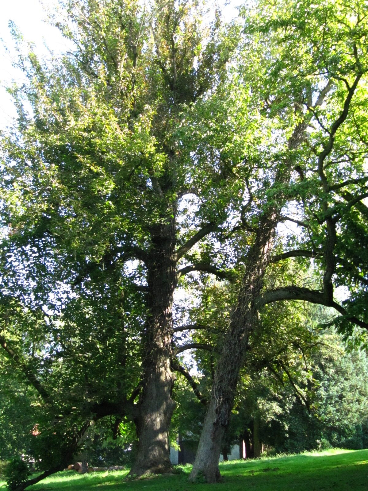 Magnolia acuminata - Schlosspark Bodenburg - Sept. 2024