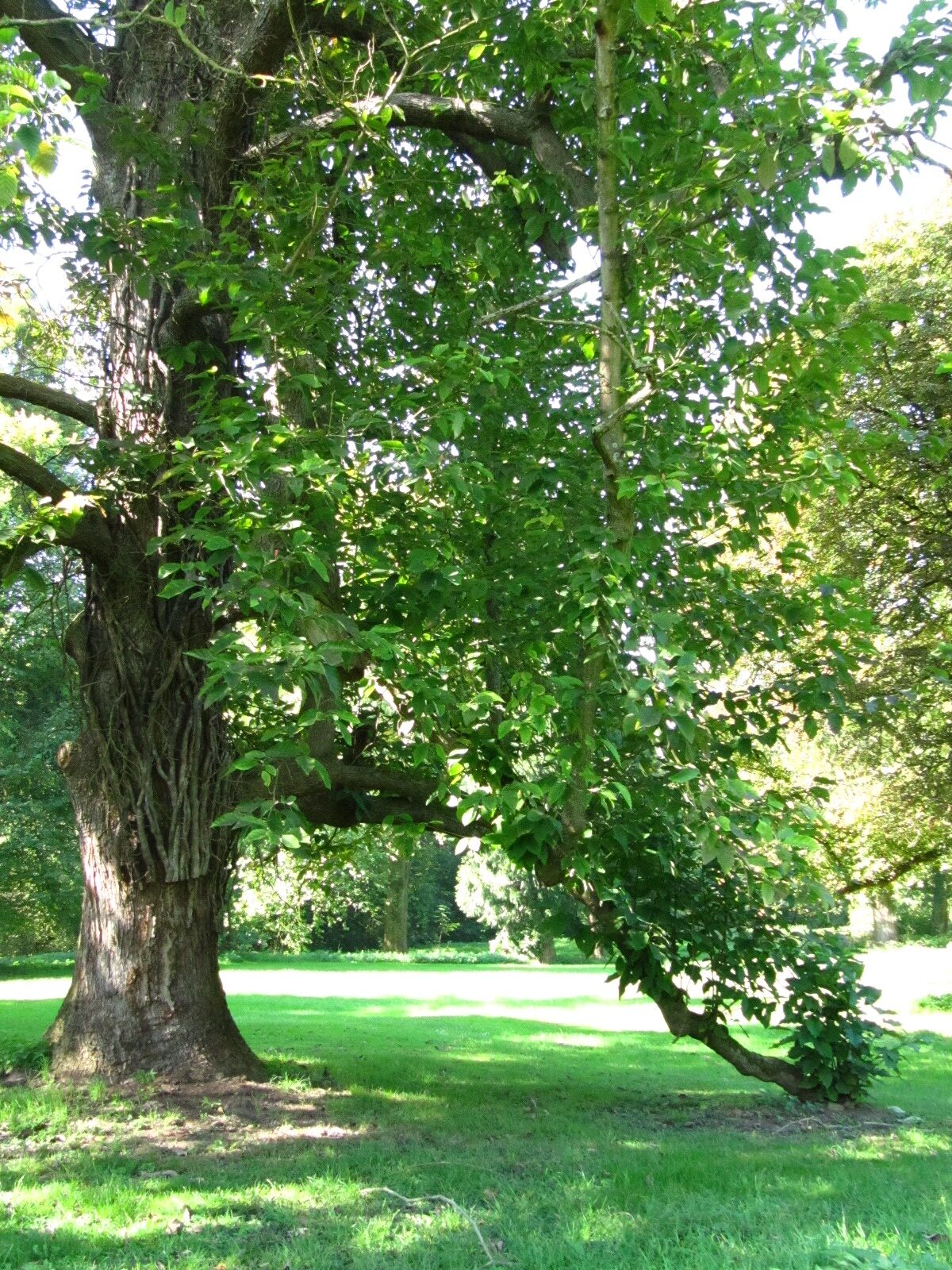 Magnolia acuminata - Schlosspark Bodenburg - Sept. 2024