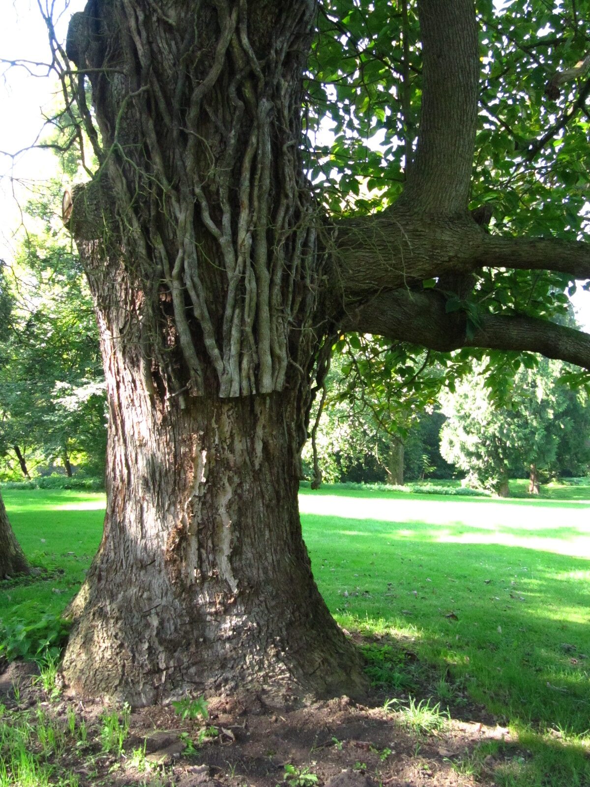 Magnolia acuminata - Schlosspark Bodenburg - Sept. 2024