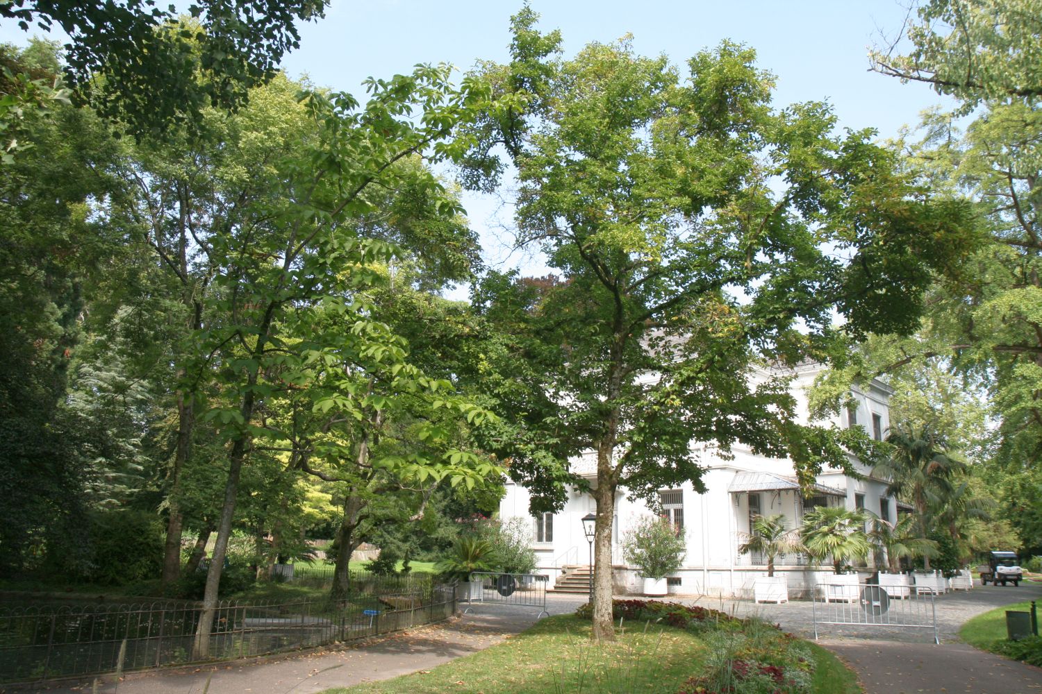 grandiflora Magnolia