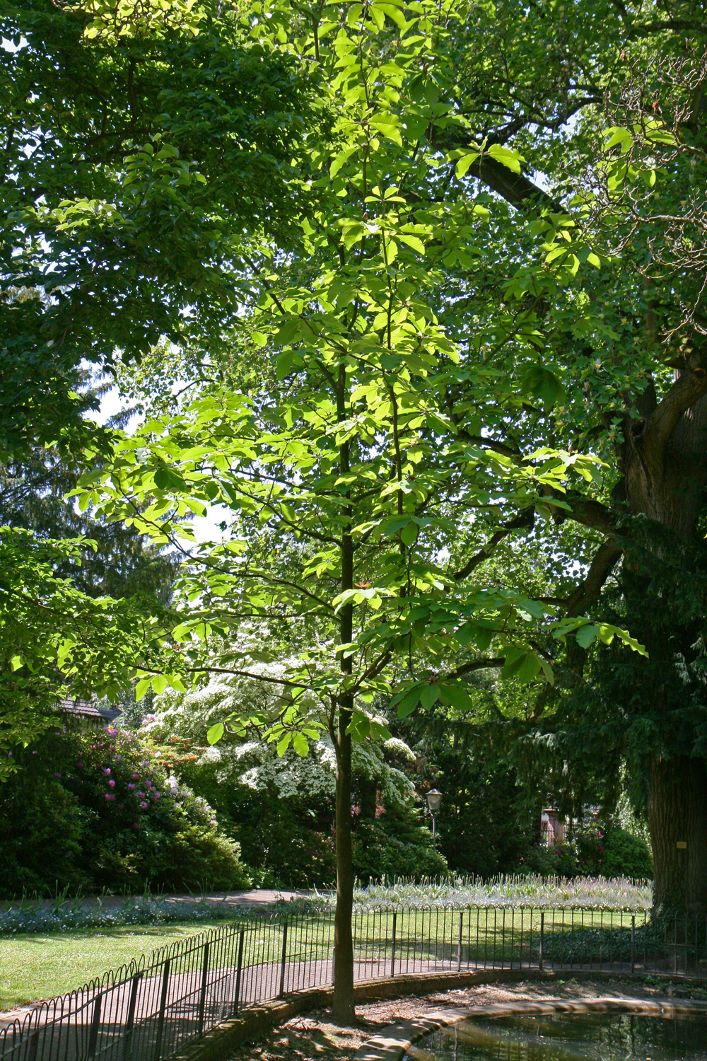 Magnolia obovata