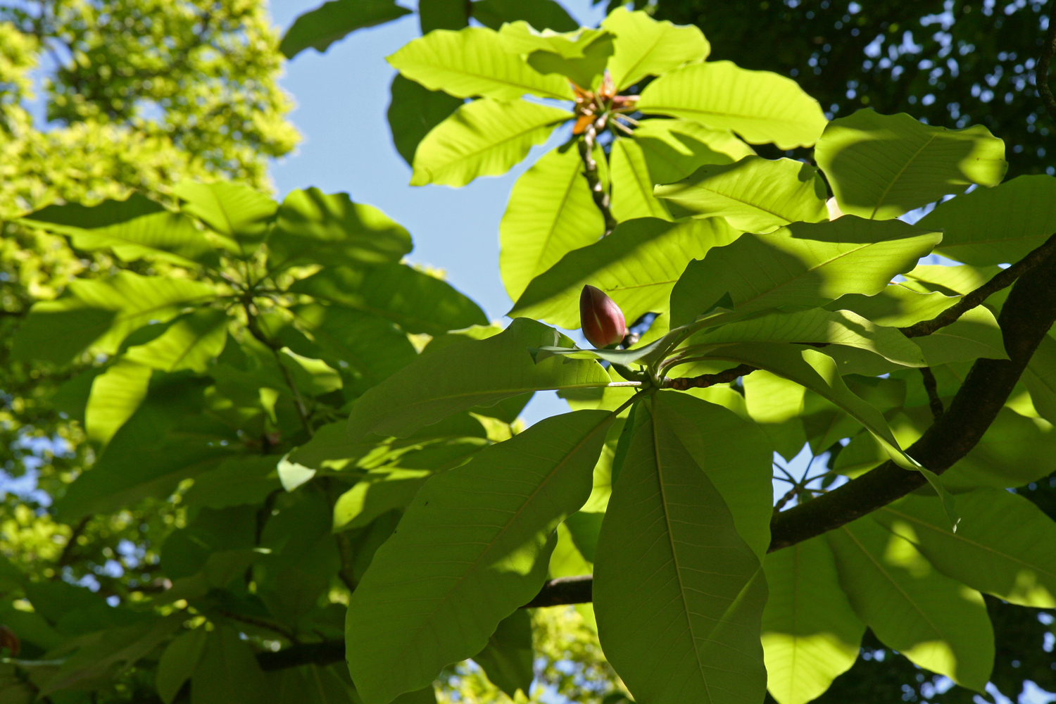 Magnolia obovata - Lahr - Mai 2011