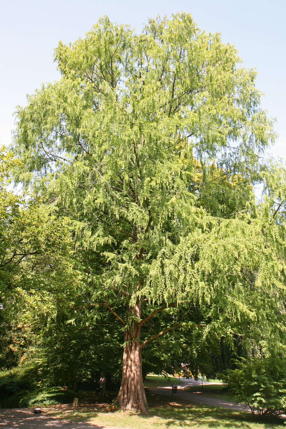 glyptostroboides Metasequoia