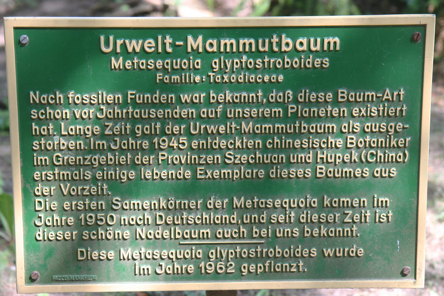 Metasequoia glyptostroboides - Lahr - Aug. 2019