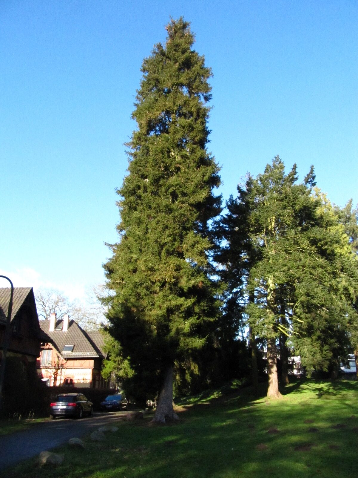 orientalis Picea