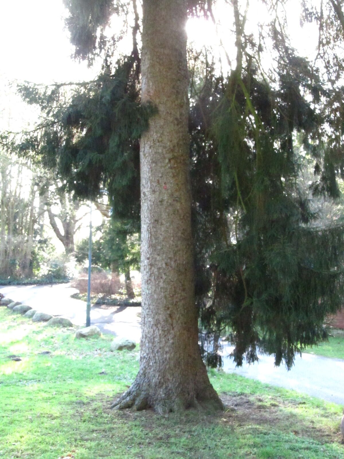 Picea orientalis - Bremen-Lesum - Jan. 2025