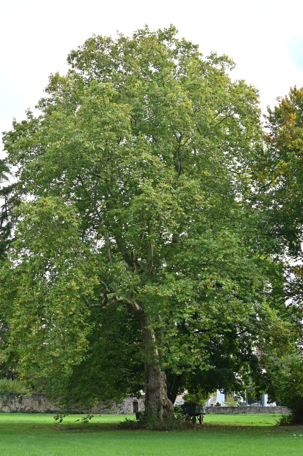 Platanus × hispanica - Schlosspark Bodenburg - Okt. 2025