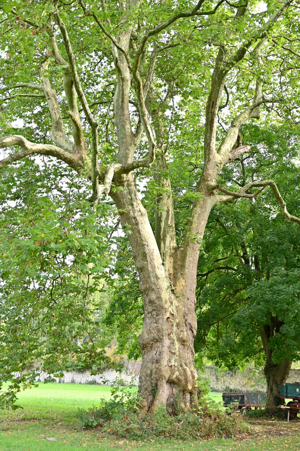Platanus × hispanica - Schlosspark Bodenburg - Okt. 2025