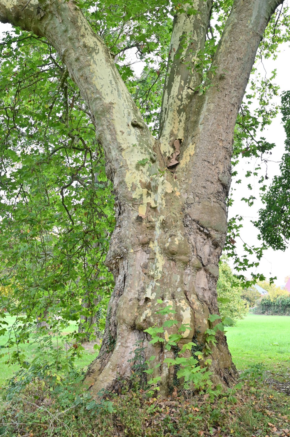 Platanus × hispanica - Schlosspark Bodenburg - Okt. 2025