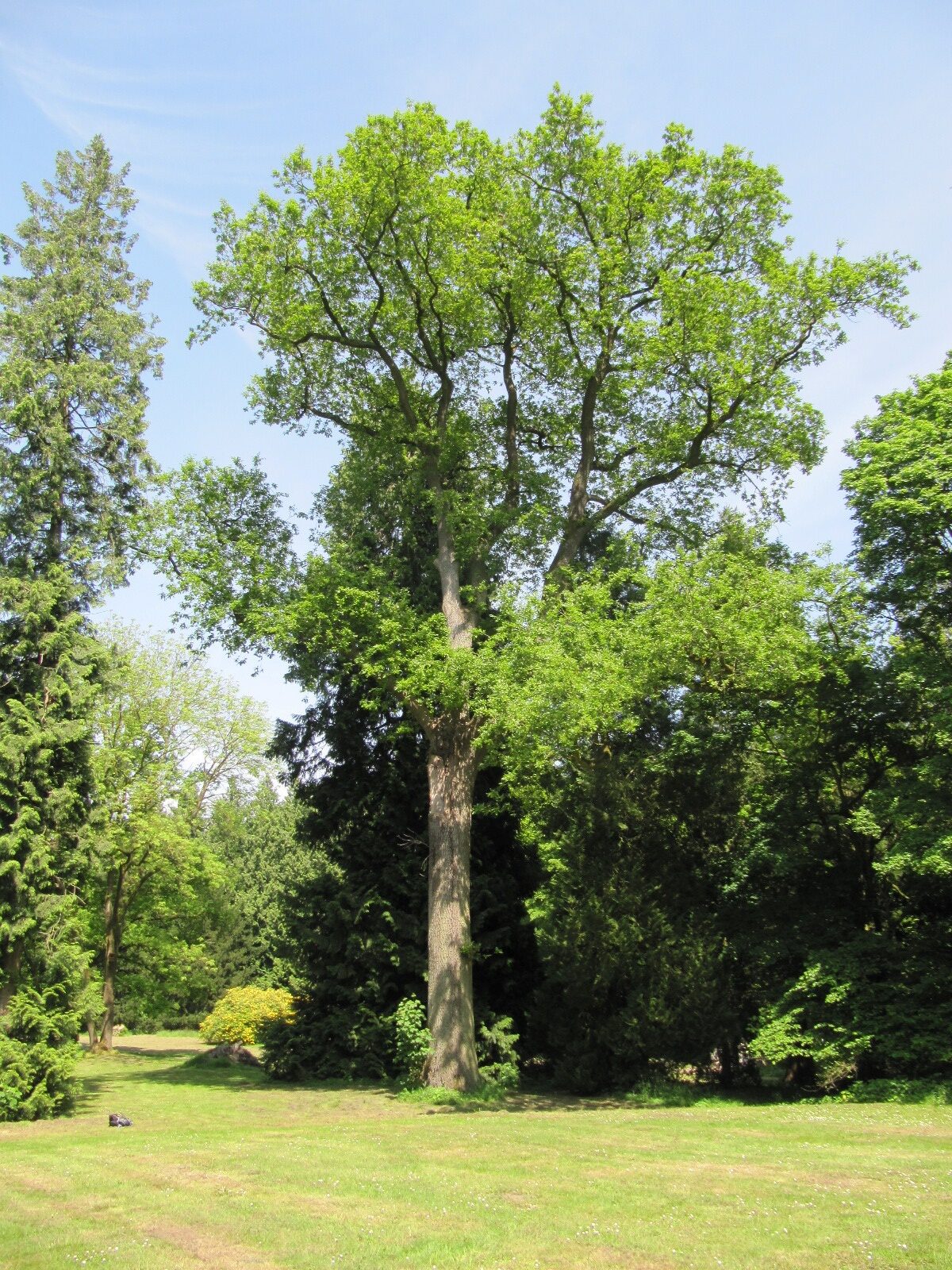 cerris Quercus