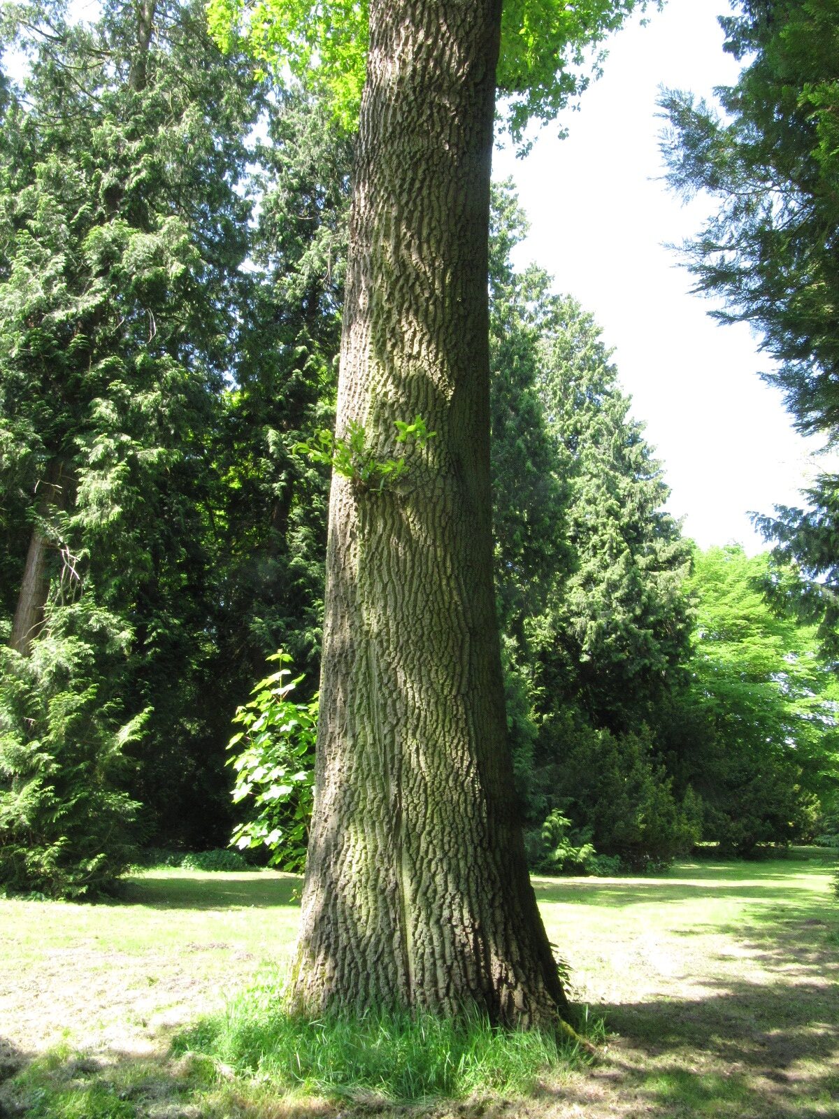 Quercus cerris - Bremen-Lesum - Mai 2024