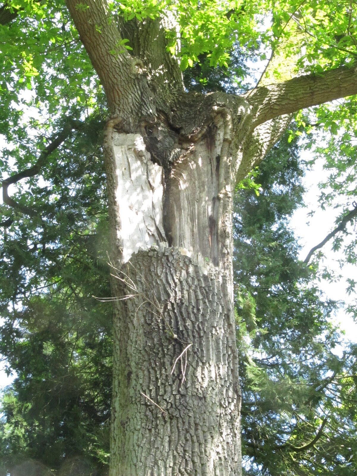 Quercus cerris - Bremen-Lesum - Mai 2024