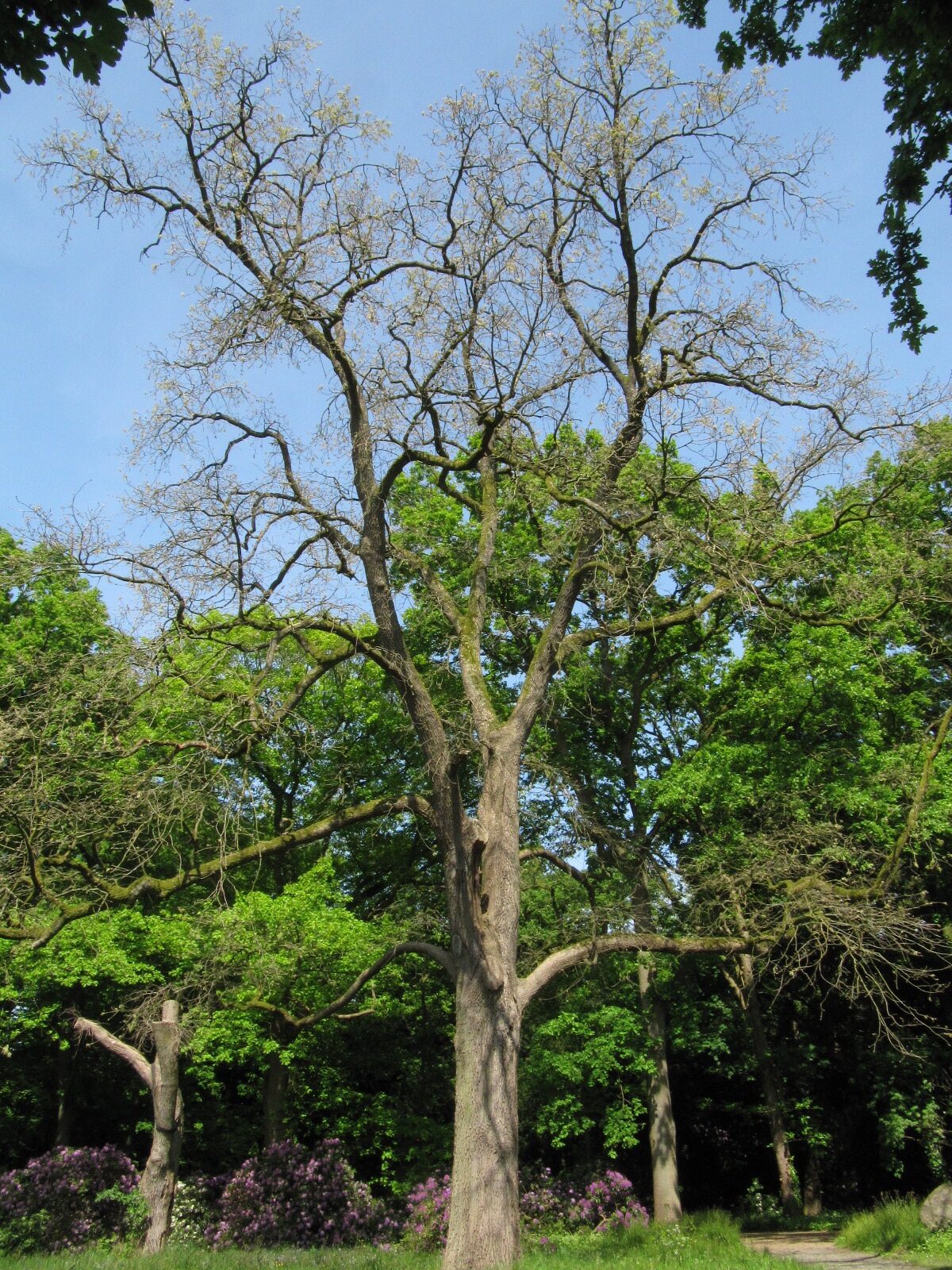 pyrenaica Quercus
