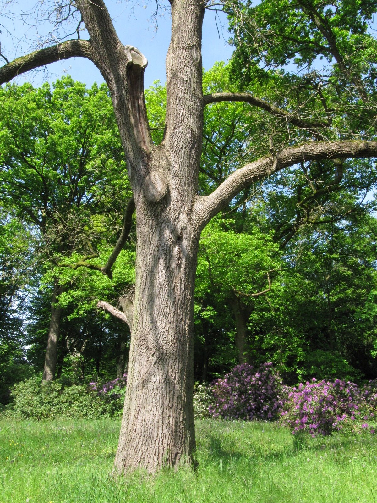 Quercus pyrenaica - Bremen-Lesum - Mai 2024
