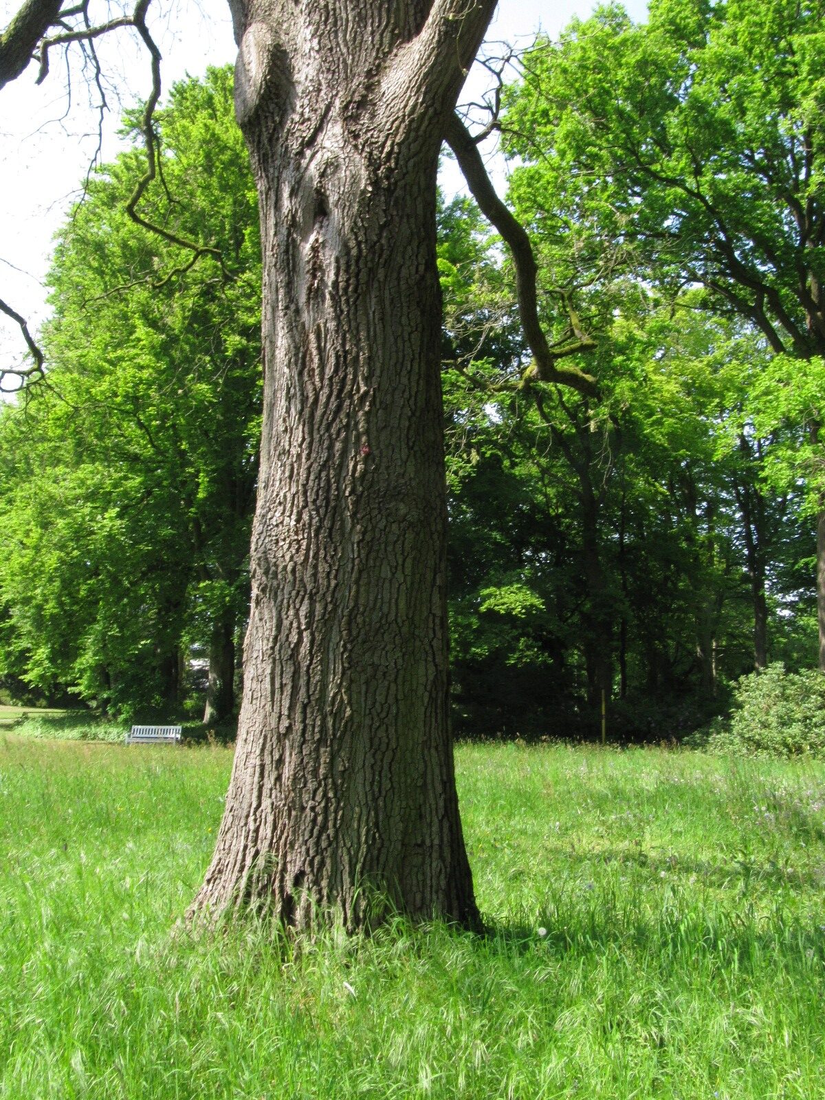 Quercus pyrenaica - Bremen-Lesum - Mai 2024