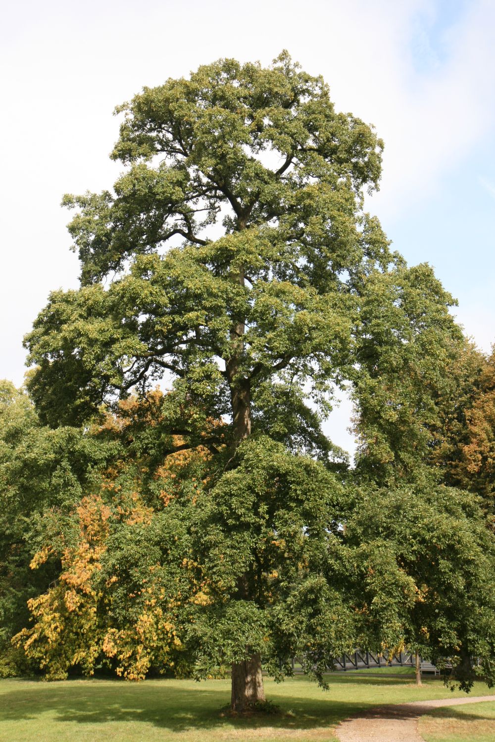 cerris Quercus