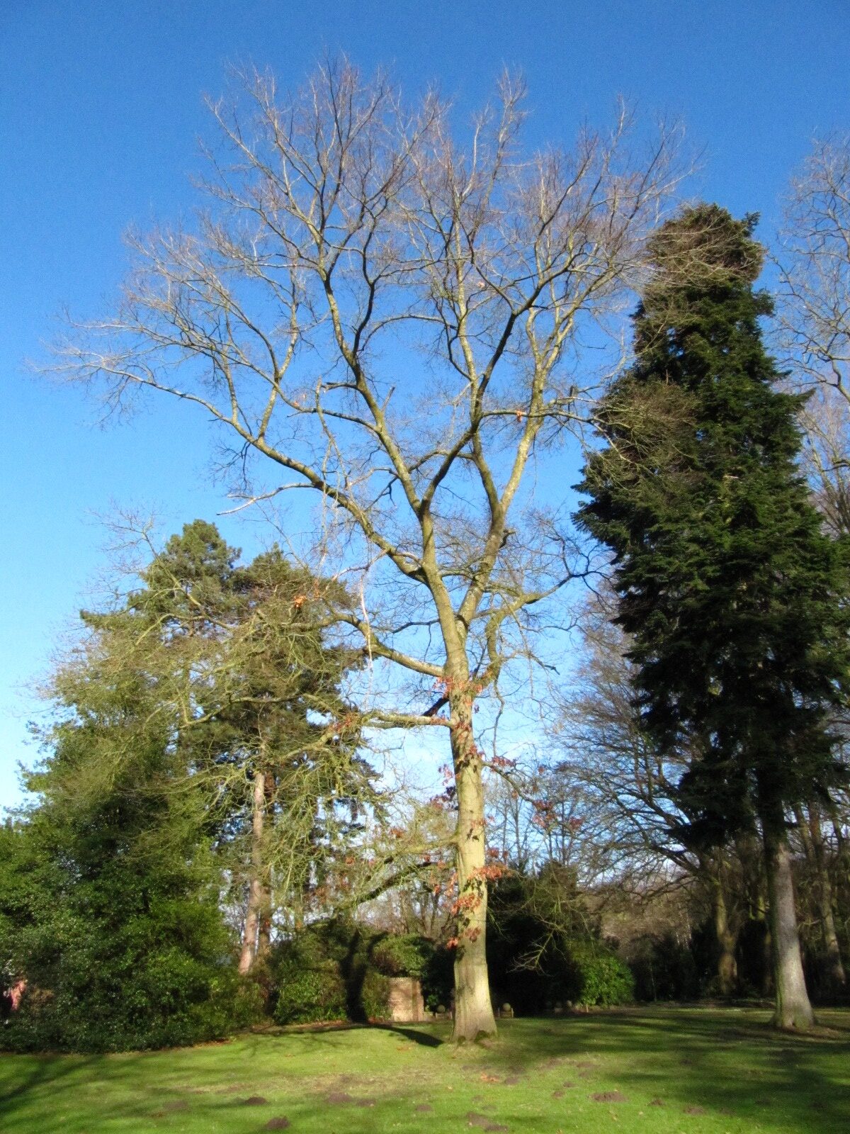 coccinea Quercus