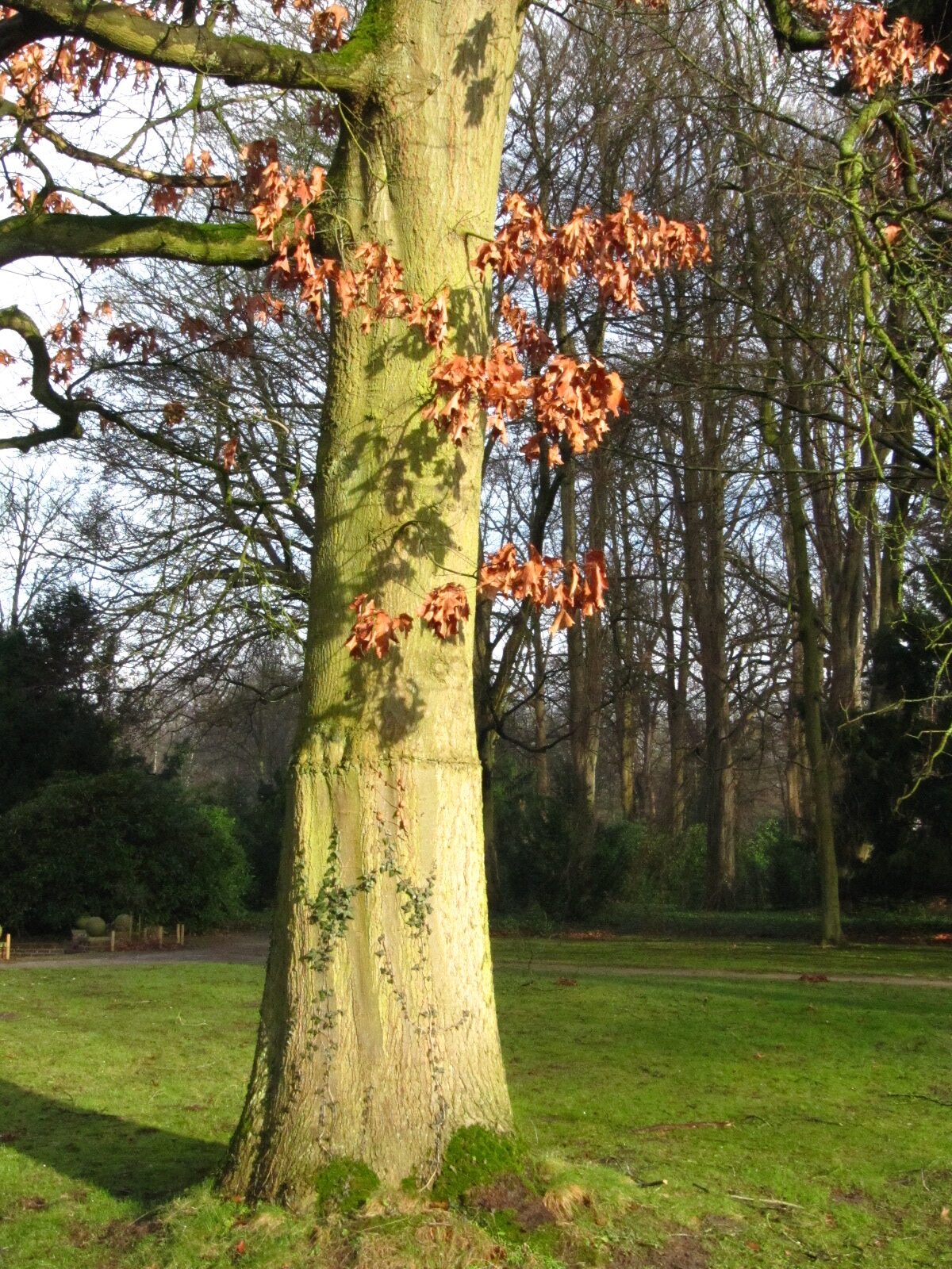 Quercus coccinea - Bremen-Lesum - Jan. 2025